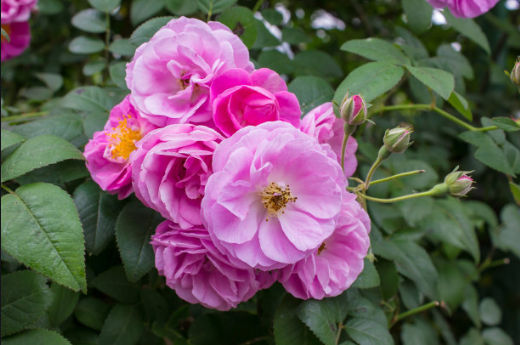 記憶中的薔薇