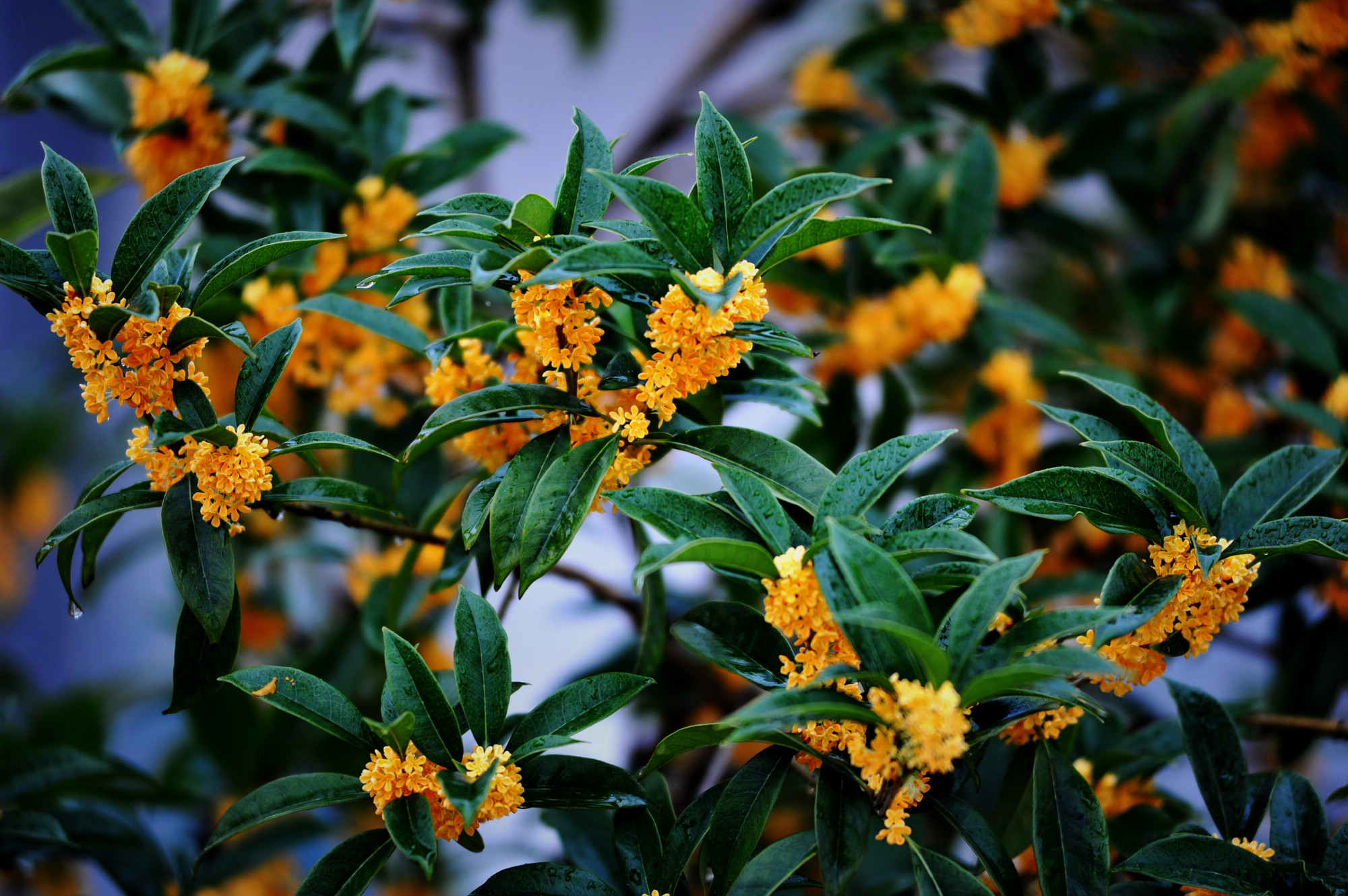 桂花香，飄鋼城