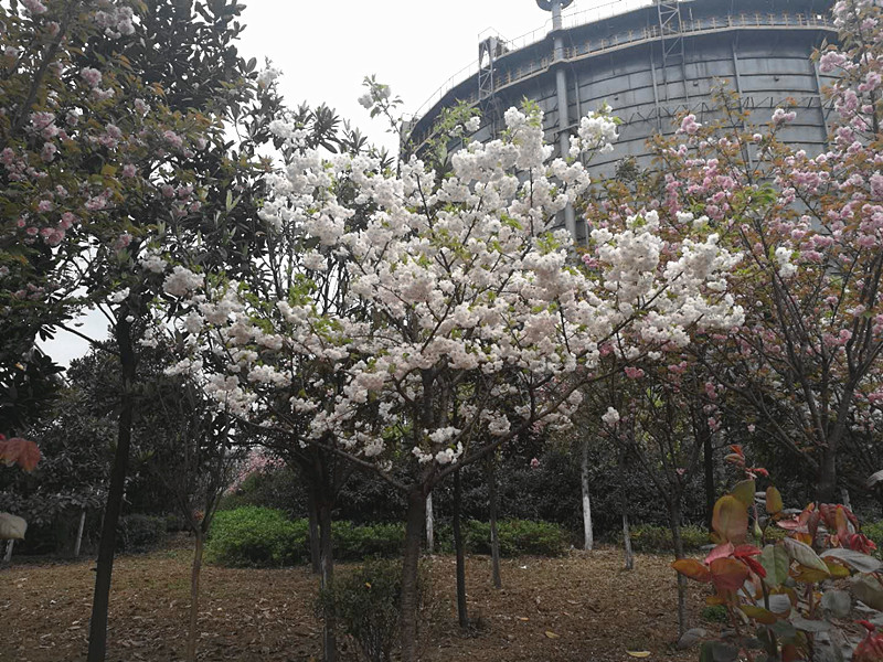 【美麗漢鋼】美翻了，一起到漢鋼來賞花！