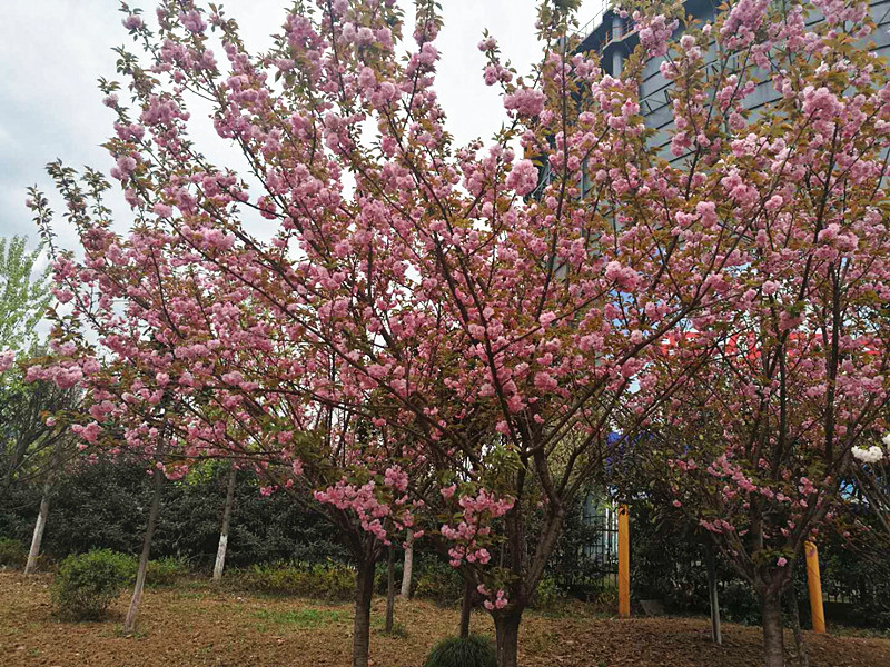 【美麗漢鋼】美翻了，一起到漢鋼來賞花！