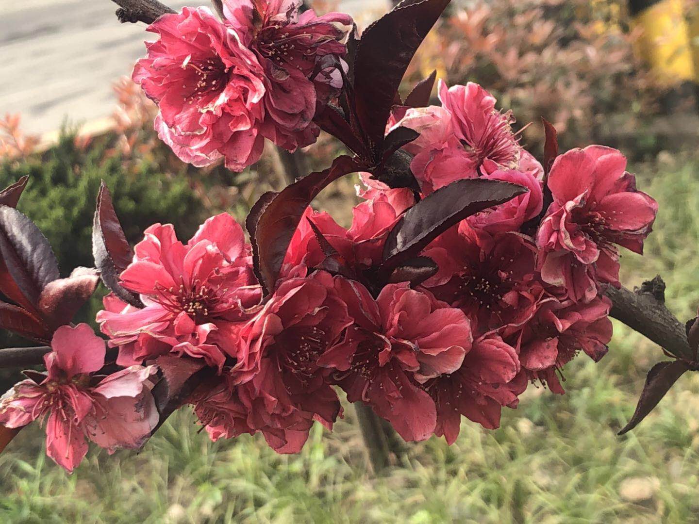 【美麗漢鋼】美翻了，一起到漢鋼來賞花！