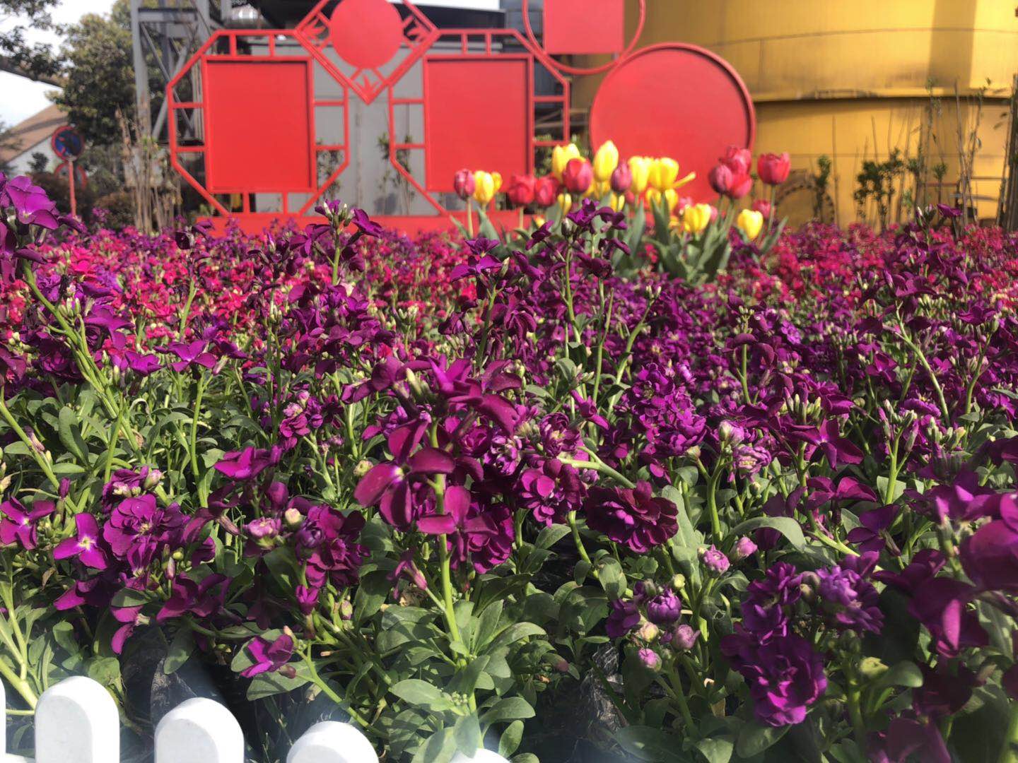 【美麗漢鋼】美翻了，一起到漢鋼來賞花！