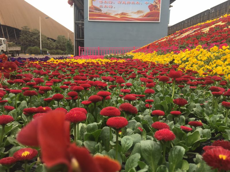 【美麗漢鋼】美翻了，一起到漢鋼來賞花！