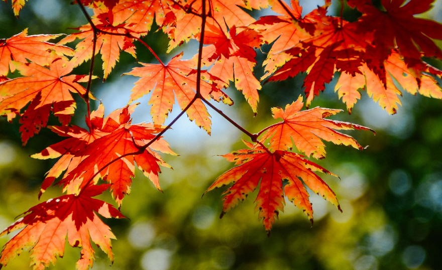 【鋼城文苑】誰(shuí)家楓紅銀杏黃