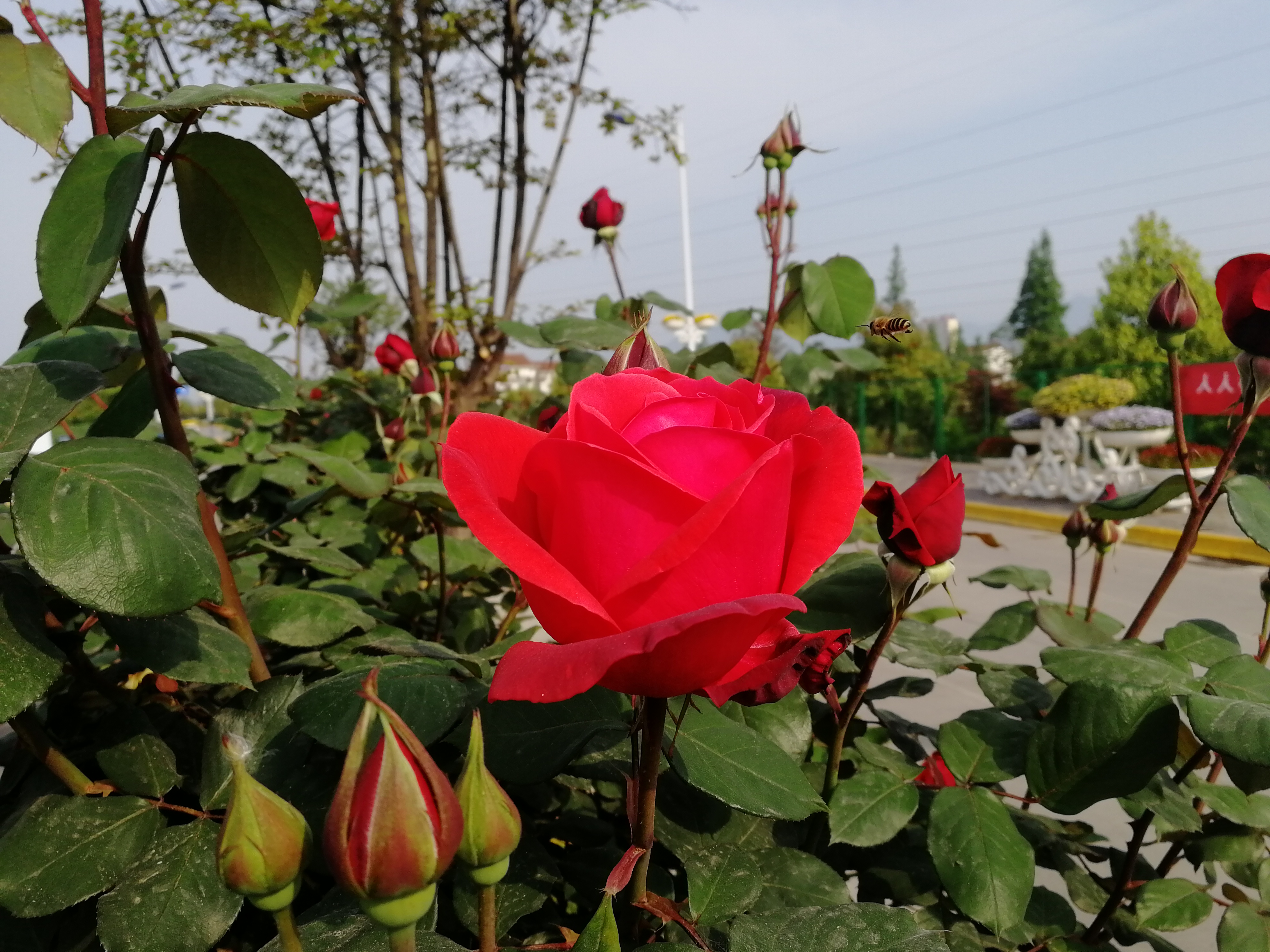 【美麗漢鋼】賞高桿月季，來美麗漢鋼