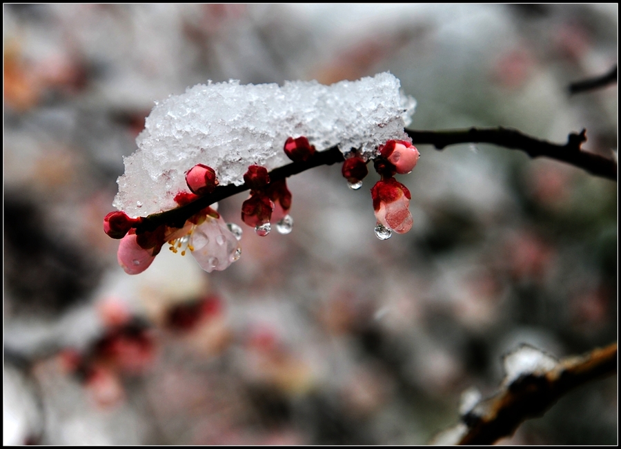 聽，雪落下的聲音