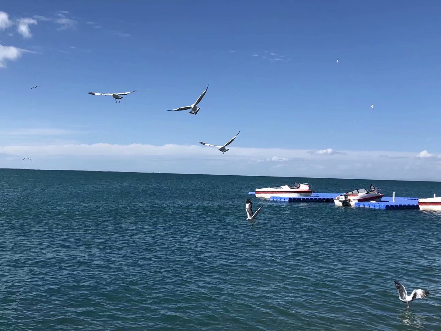 魂?duì)繅?mèng)縈青海藍(lán)