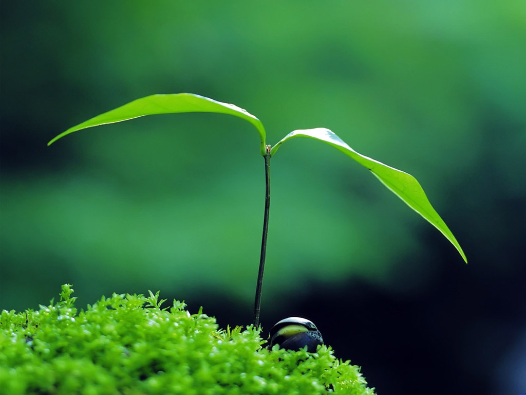 成長，綻放荊棘之花