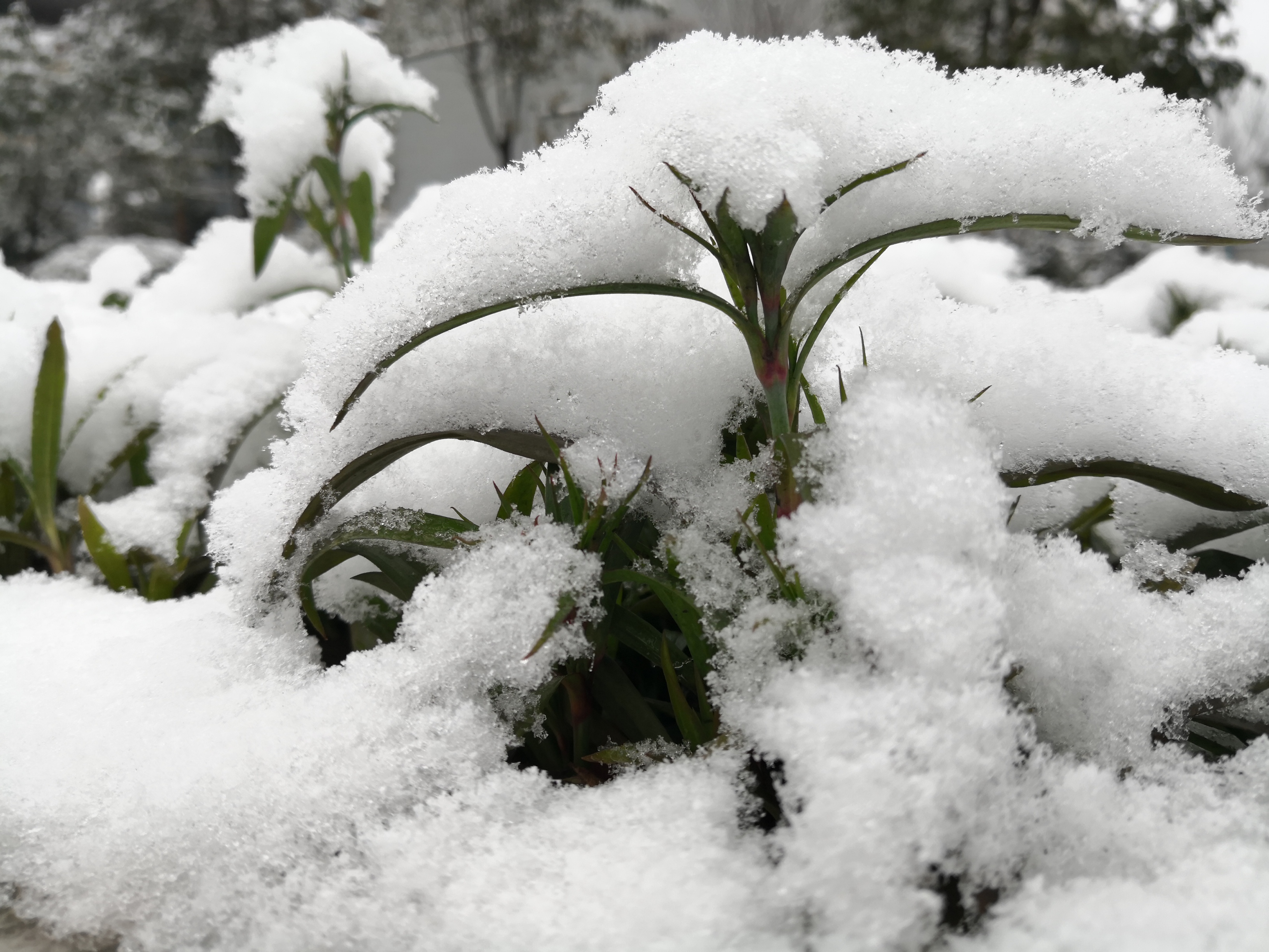 冬雪