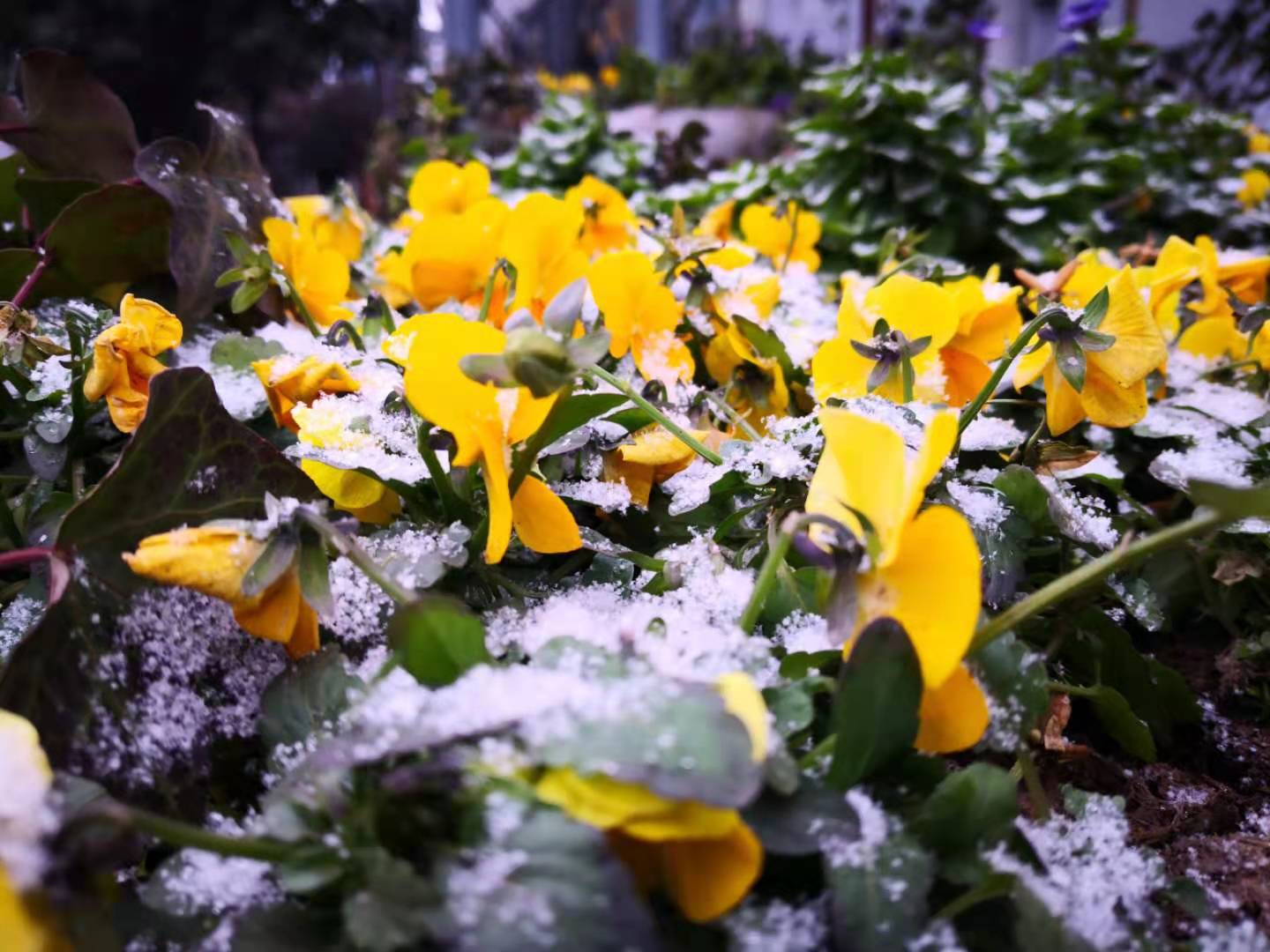 冬 雪